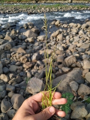 Trisetum agrostideum