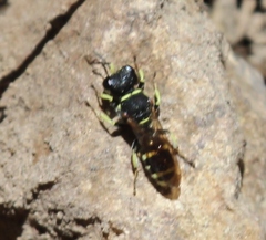 Ectemnius odyneroides