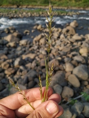 Trisetum agrostideum