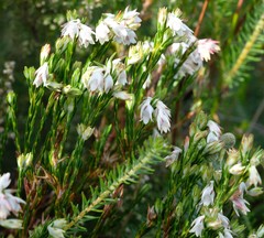 Erica dianthifolia