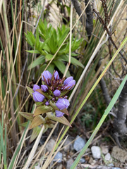 Gentianella selaginifolia