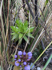Gentianella selaginifolia