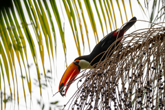 Ramphastos toco