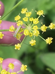 Conocephalus strictus