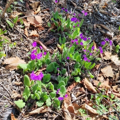 Primula sieboldii