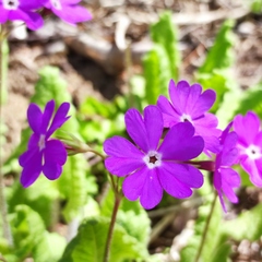 Primula sieboldii