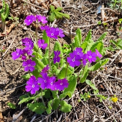 Primula sieboldii