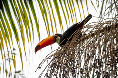 Ramphastos toco