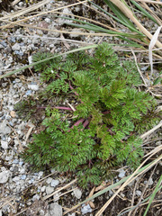 Niphogeton dissecta