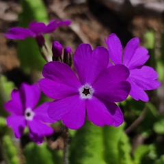 Primula sieboldii