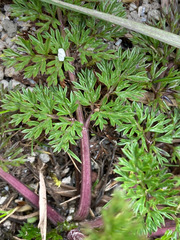 Niphogeton dissecta