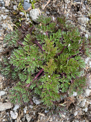 Niphogeton dissecta