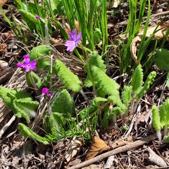 Primula sieboldii