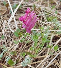 Corydalis buschii