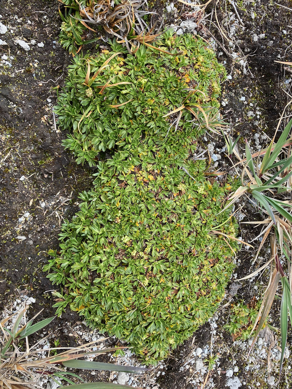 Azorella aretioides