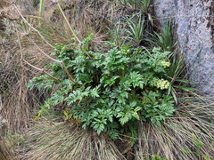 Myrrhidendron glaucescens