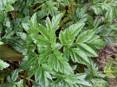 Myrrhidendron glaucescens