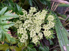 Myrrhidendron glaucescens
