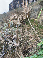 Myrrhidendron glaucescens