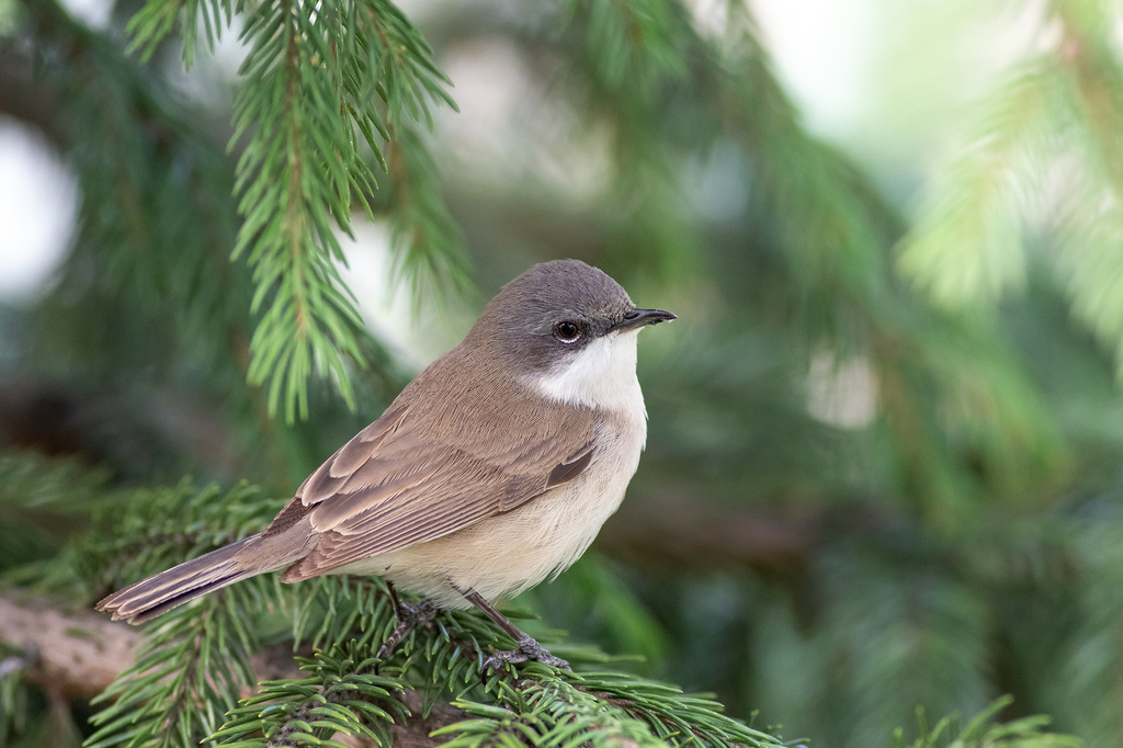 Lesser Whitethroat photo