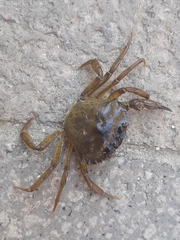 Carcinus aestuarii