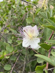 Capparis zoharyi