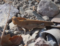 Tomonotus ferruginosus