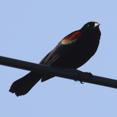 Agelaius phoeniceus