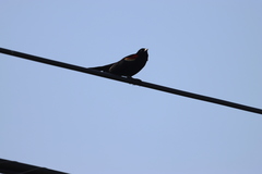 Agelaius phoeniceus