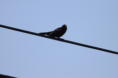 Agelaius phoeniceus
