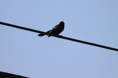 Agelaius phoeniceus