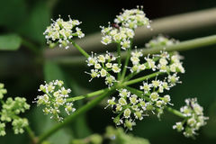 Ligusticum canadense