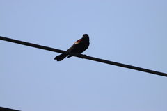 Agelaius phoeniceus