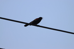 Agelaius phoeniceus