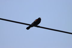 Agelaius phoeniceus