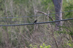Agelaius phoeniceus
