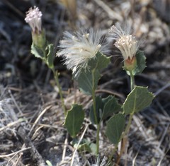 Acourtia nana