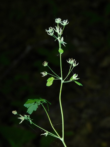Image of Thalictrum coriaceum by (c) Michael J. Papay, some rights reserved (CC BY)