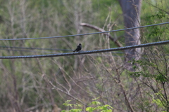 Agelaius phoeniceus
