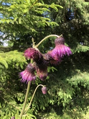 Cirsium waldsteinii