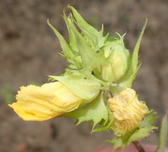 Alectra sessiliflora sessiliflora