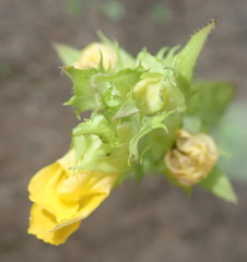 Alectra sessiliflora sessiliflora