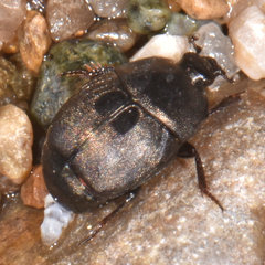 Hypocaccus fraternus