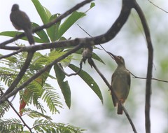 Arachnothera flavigaster