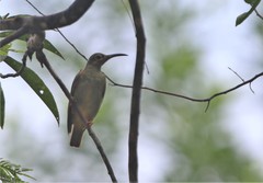 Arachnothera flavigaster