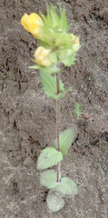 Alectra sessiliflora sessiliflora