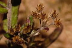 Gutenbergia leiocarpa
