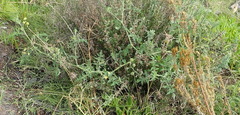 Solanum lycopersicum cerasiforme