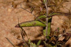 Gutenbergia leiocarpa