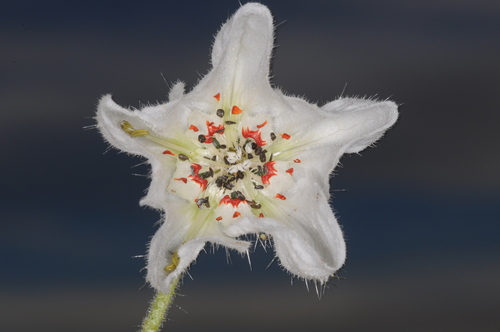 Caiophora clavata (Caiophora clavata)